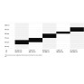 Dviratis CTM Koyuk 1.0 700C